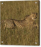 Cheetah #1 Acrylic Print