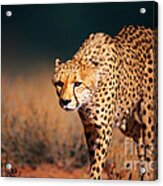 Cheetah Approaching From The Front Acrylic Print