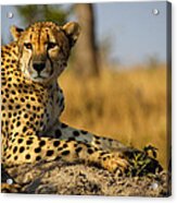 Cheetah Back Hair Rising Acrylic Print