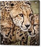 Cheetah Family Portrait Acrylic Print