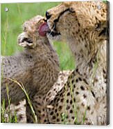 Cheetah Grooming Her Cub Acrylic Print