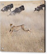 Cheetah Hunting Acrylic Print