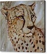 Cheetah Acrylic Print