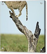 Cheetah, Ngorongoro, Tanzania Acrylic Print