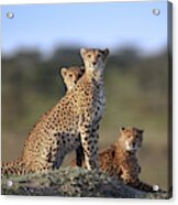 Cheetahs Family Acrylic Print
