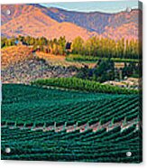 Chelan Vineyard Panorama Acrylic Print