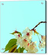 Cherry Blossom Flowers Acrylic Print