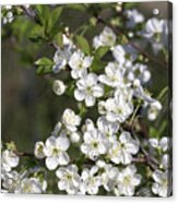 Cherry Blossom (prunus Morello) Acrylic Print