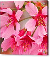 Cherry Blossom Special Acrylic Print