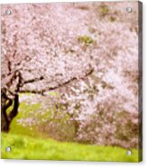 Cherry Blossom Tree Acrylic Print