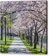 Cherry Blossom Walk Acrylic Print
