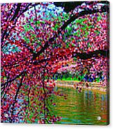 Cherry Blossom Walk Tidal Basin At 17th Street Acrylic Print