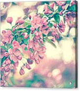 Cherry Blossom Acrylic Print