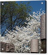 Cherry Blossoms At The Franklin D Roosevelt Memorial Acrylic Print