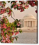 Cherry Blossoms Framing The Jefferson Memorial Acrylic Print