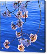 Cherry Blossoms Hanging Over Tidal Basin Acrylic Print