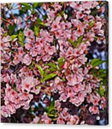 Cherry Blossoms In Our Nation's Capital Acrylic Print
