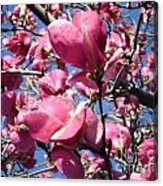 Spring Heart Blossoms Acrylic Print