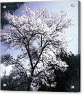 Cherry Blossoms Tree Acrylic Print