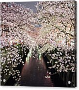 Cherry Blossoms Trees Across The Acrylic Print