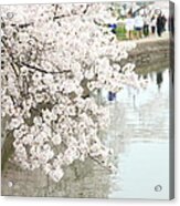 Cherry Blossoms - Washington Dc - 0113104 Acrylic Print