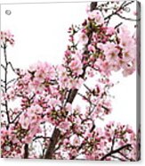 Cherry Blossoms - Washington Dc - 0113127 Acrylic Print