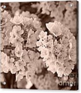 Cherry Tree Blossom Acrylic Print
