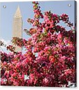 Cherry Trees And Washington Monument 5 Acrylic Print