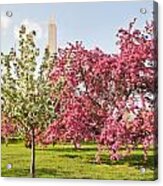 Cherry Trees And Washington Monument Three Acrylic Print