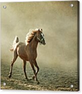 Chestnut Arabian Horse Acrylic Print