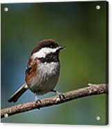 Chestnut Backed Chickadee Perched On A Branch Acrylic Print