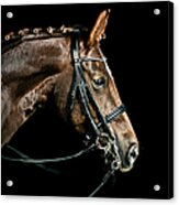 Chestnut Dressage Horse Groomed For A Acrylic Print