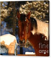 Chestnut Horse Acrylic Print