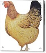 Chicken Acrylic Print