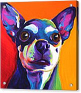 Chihuahua - Dolce Acrylic Print