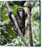 Chimpanzee Baby Eating A Leaf Tanzania Acrylic Print