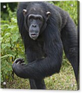 Chimpanzee Kenya Acrylic Print
