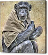 Chimpanzee Acrylic Print