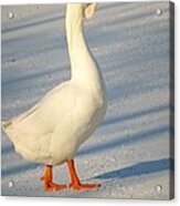 Chinese Goose Winter Acrylic Print