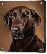 Chocolate Lab Acrylic Print