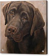 Chocolate Labrador Retriever Portrait Acrylic Print