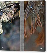 Chocolate Tube Slime Mold - Stemonitis Splendens Acrylic Print