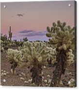Cholla Cactus Sunset Acrylic Print