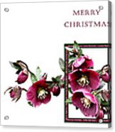 Christmas Hellebores Acrylic Print