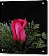 Christmas Rose Acrylic Print