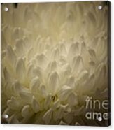 Chrysanthemum Glow Acrylic Print