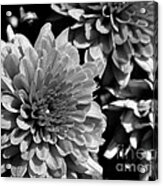 Chrysanthemum In Black And White Acrylic Print