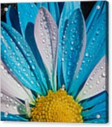 Chrysanthemum Acrylic Print
