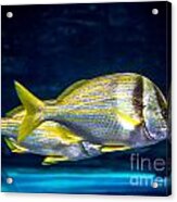 Chub Fish Acrylic Print