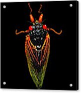 Cicada In Black Acrylic Print